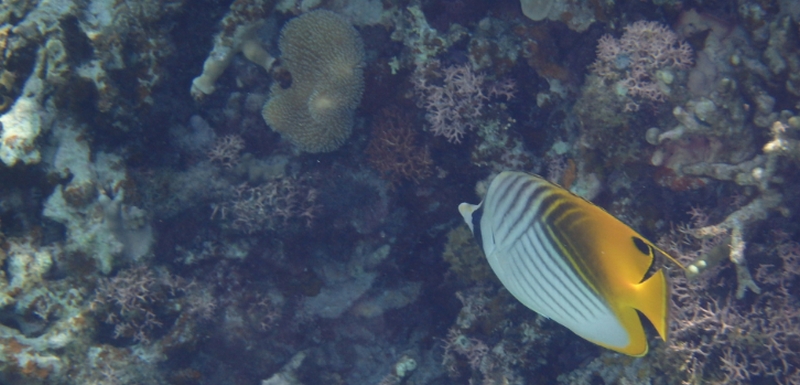 �P�����ێ��E����݃P�A�b�D�P���N���[���I�y�A���x�r�[�t�H�[�}���z
���T�C�g